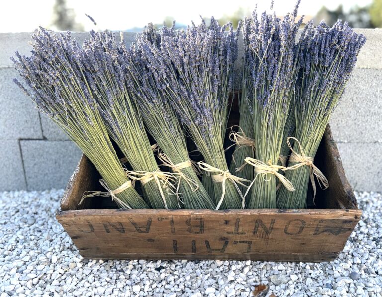 bouquet lavandin